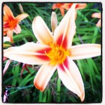 Beautiful flower in the neighbourhood