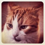 Another cat portrait