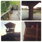 Pitt Lake View Point