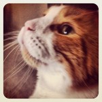 Another cat portrait – looking up