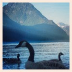 A few geese on the Pitt Lake (Maple Ridge/Pitt Meadows)
