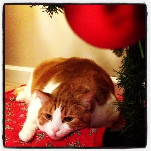 Mr. Tom under the Christmas tree. Photo by LWS