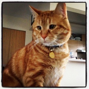 cat_portrait_2_lws.im